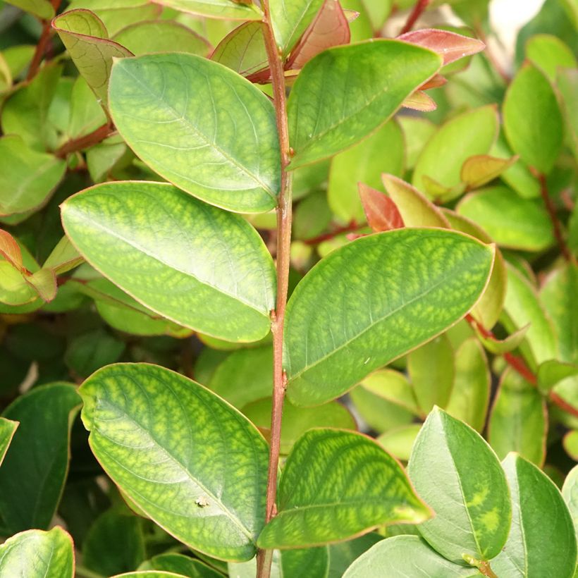 Chinesische Kräuselmyrte Terrasse Rose - Lagerstroemia (Laub)