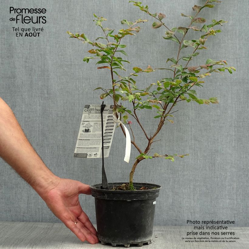 Exemplar von Chinesische Kräuselmyrte Terre Chinoise - Lagerstroemia Topf mit 3L/4L wie im Sommer geliefert