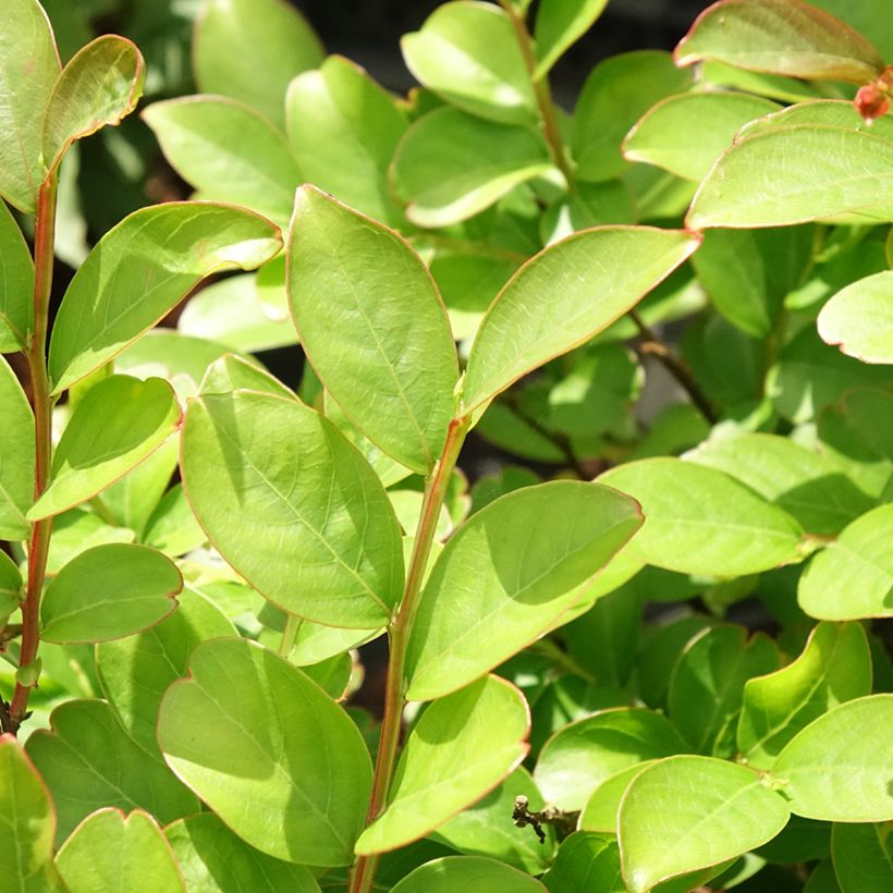 Chinesische Kräuselmyrte Terre Chinoise - Lagerstroemia (Laub)