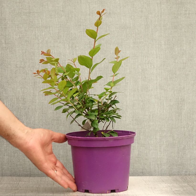 Exemplar von Chinesische Kräuselmyrte Violet d'Ete indyvio - Lagerstroemia Topf mit 3L/4L wie im Sommer geliefert