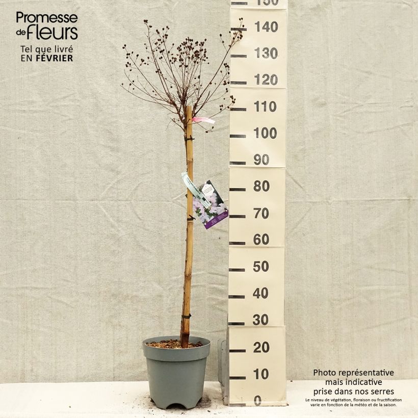 Exemplar von Chinesische Kräuselmyrte With Love Babe - Lagerstroemia Topf mit 7,5L/10L wie im Winter geliefert
