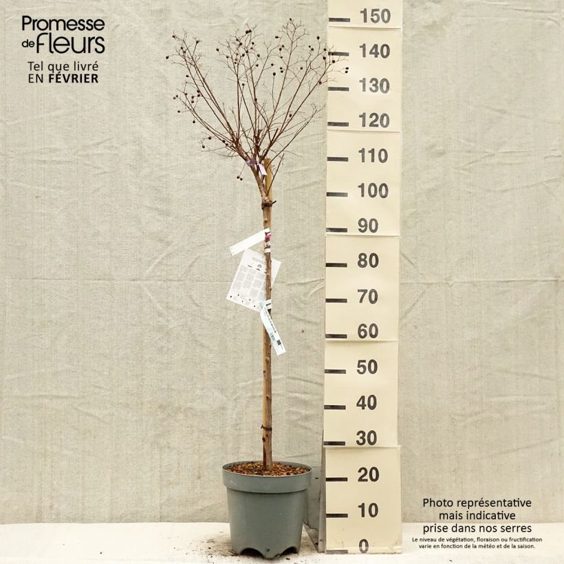 Exemplar von Chinesische Kräuselmyrte With Love Kiss - Lagerstroemia Topf mit 7,5L/10L wie im Winter geliefert