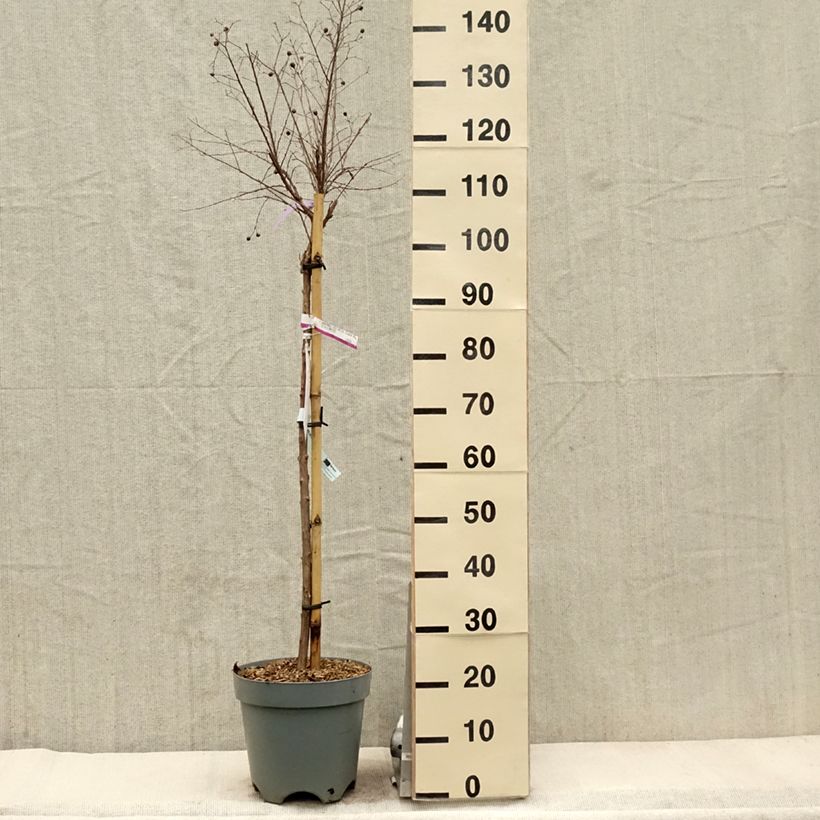 Exemplar von Chinesische Kräuselmyrte With Love Kiss - Lagerstroemia Topf mit 7,5L/10LGelieferte Höhe ca. 60/+cm wie im Frühjahr geliefert