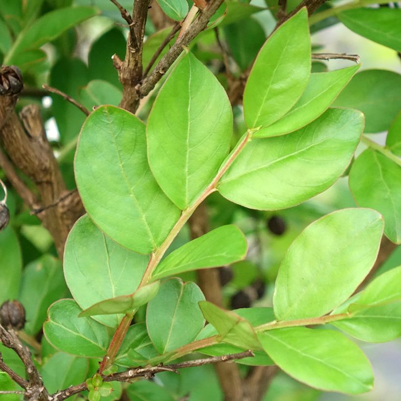 Chinesische Kräuselmyrte With Love Kiss - Lagerstroemia (Laub)