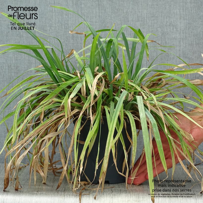 Exemplar von Carex laxiculmis Bunny Blue Topf mit 2L/3L wie im Sommer geliefert