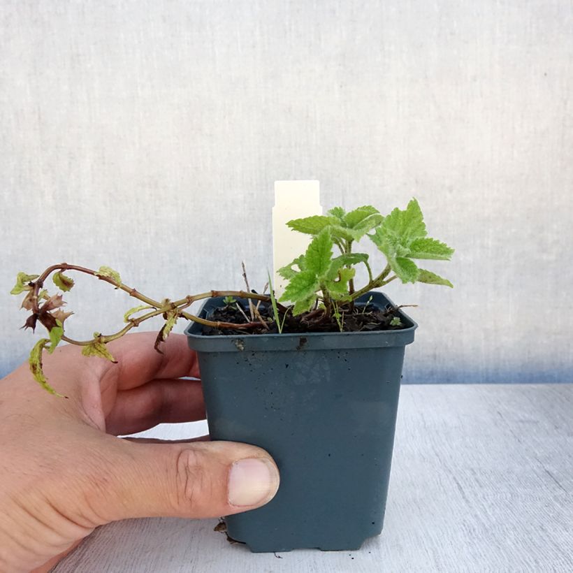 Exemplar von Lamium galeobdolon Kirkcudbright Dwarf - Gewöhnliche Goldnessel Kleine Töpfe von 8/9 cm wie im Sommer geliefert