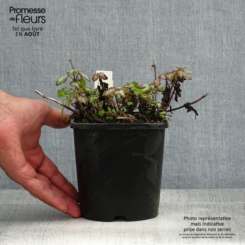 Exemplar von Lamium maculatum Purple Dragon - Gefleckte Taubnessel Topf mit 1,5L/2L wie im Sommer geliefert