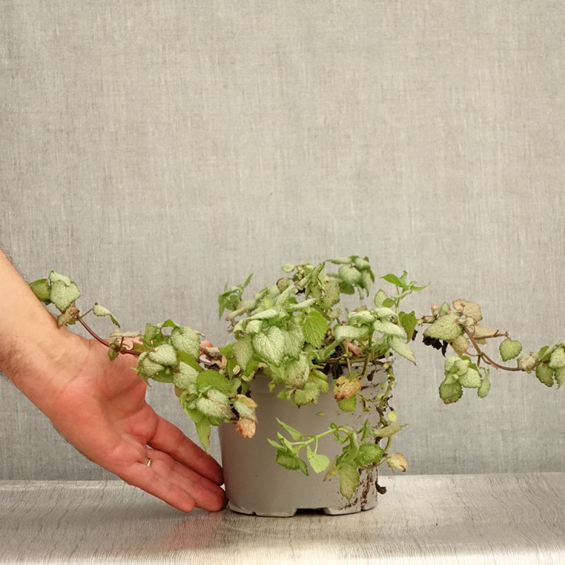Exemplar von Lamium maculatum Red Nancy - Gefleckte Taubnessel Topf mit 2L/3L wie im Sommer geliefert