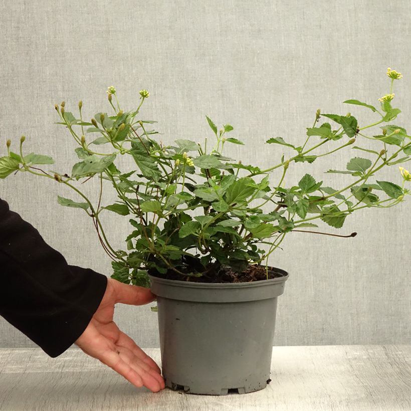 Exemplar von Lantana camara Chapel Sunny Side Up - Wandelröschen Topf mit 2L/3L wie im Herbst geliefert