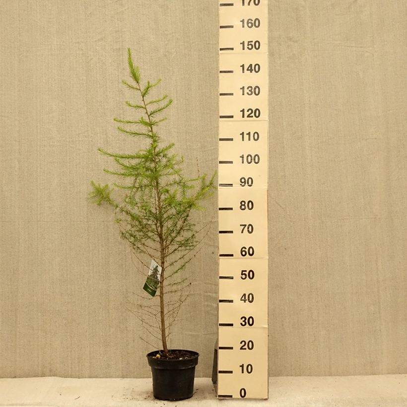 Exemplar von Larix decidua - Europäische Lärche Topf mit 4L/5L wie im Sommer geliefert