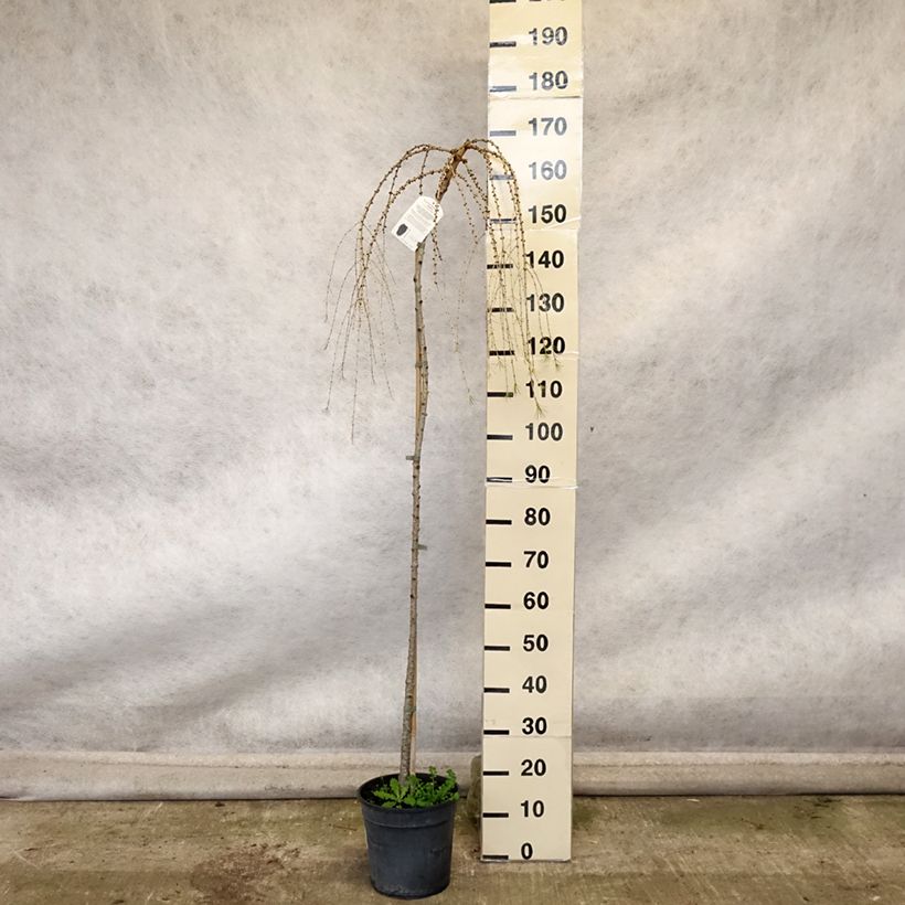 Exemplar von Larix decidua Pendula - Europäische Lärche Topf mit 7,5L/10L wie im Herbst geliefert