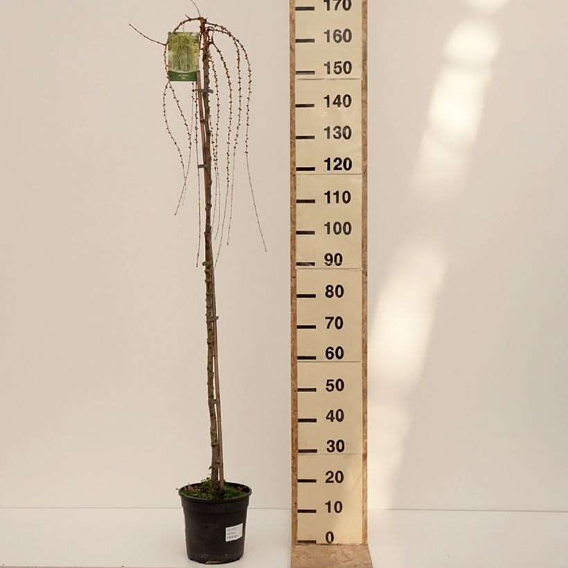 Exemplar von Larix decidua Puli - Europäische Lärche Topf mit 4L/5LGelieferte Höhe ca. 145/+cm wie im Winter geliefert