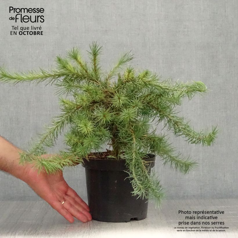 Exemplar von Larix kaempferi Blue Dwarf - Japanische Lärche Topf mit 2L/3L wie im Herbst geliefert