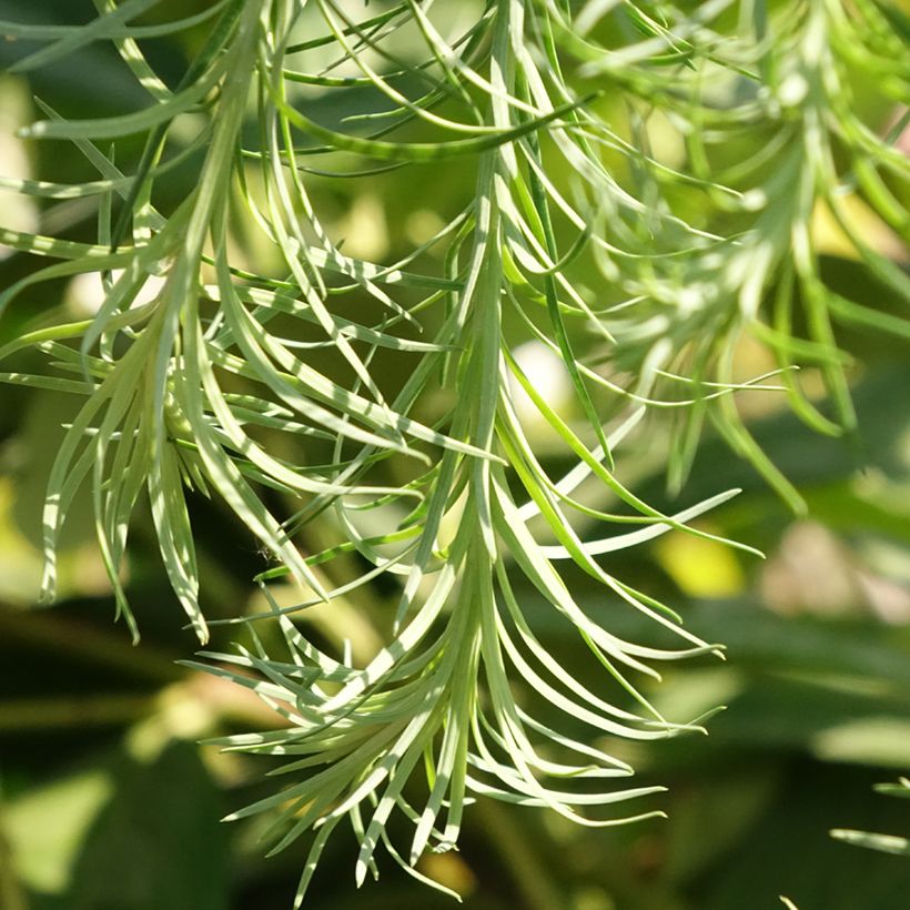 Larix kaempferi Boring Weeper - Japanische Lärche (Laub)