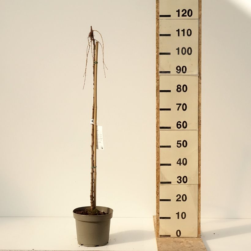 Exemplar von Larix kaempferi Boring Weeper - Japanische Lärche Topf mit 4L/5L wie im Winter geliefert