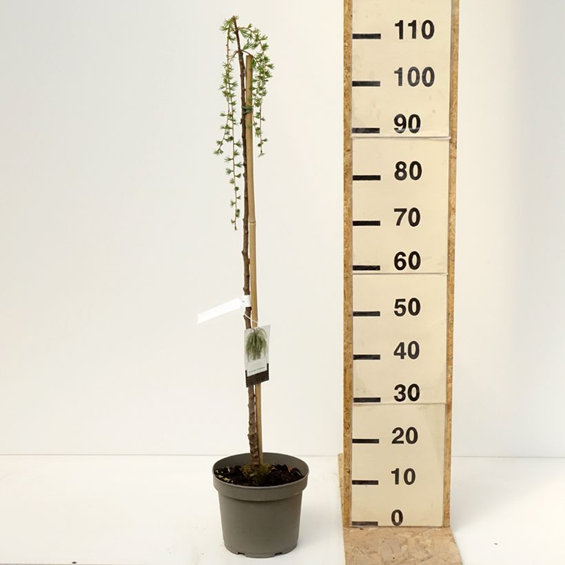 Exemplar von Larix kaempferi Boring Weeper - Japanische Lärche Topf mit 4L/5LGelieferte Höhe ca. Tige de 90 cmcm wie im Frühjahr geliefert
