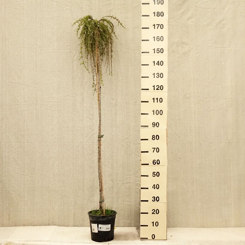 Exemplar von Larix kaempferi Stiff Weeping - Japanische Lärche Topf mit 6L/7L wie im Sommer geliefert