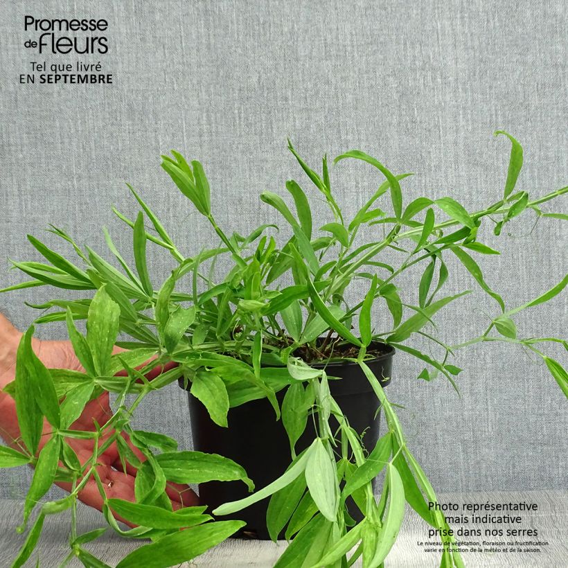 Exemplar von Breitblättrige Platterbse White Pearl - Lathyrus latifolius Topf mit 2L/3L wie im Sommer geliefert
