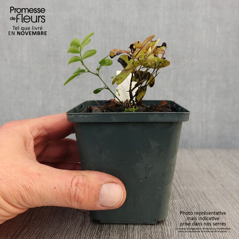 Exemplar von Schwarze Platterbse - Lathyrus niger Kleine Töpfe von 8/9 cm wie im Herbst geliefert