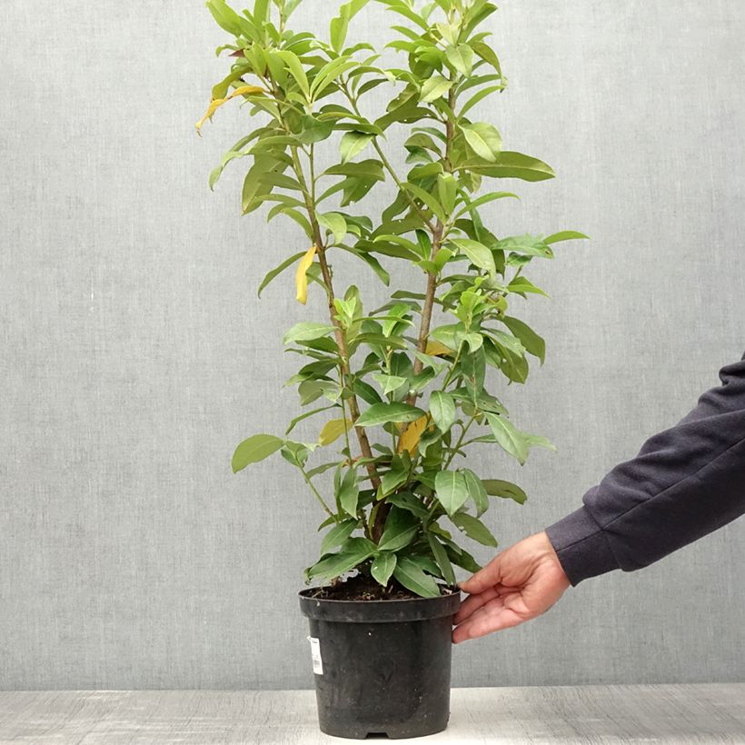 Exemplar von Kirschlorbeer Genolia - Prunus laurocerasus Topf mit 3L/4LGelieferte Höhe ca. 40/60cm wie im Sommer geliefert