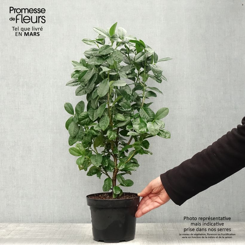 Exemplar von Kirschlorbeer Ani - Prunus laurocerasus Topf mit 3L/4L wie im Frühjahr geliefert