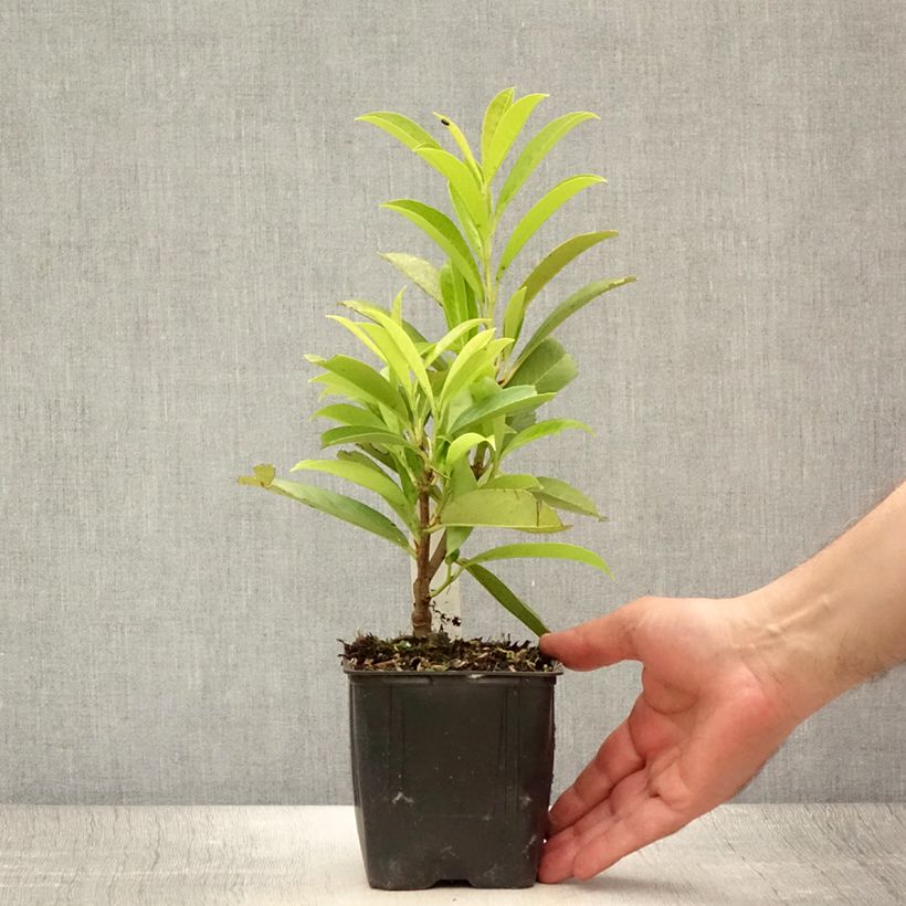 Exemplar von Kirschlorbeer Caucasica - Prunus laurocerasus Topf mit 1L/1,5L wie im Sommer geliefert