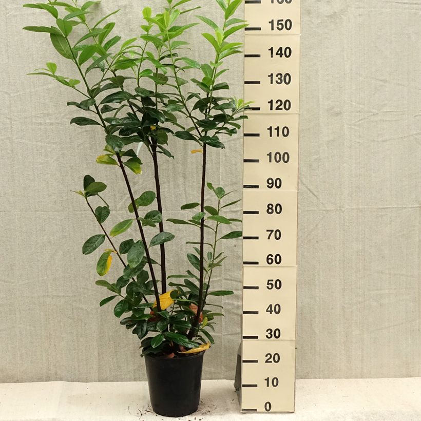 Exemplar von Kirschlorbeer Caucasica - Prunus laurocerasus Topf mit 7,5L/10L wie im Sommer geliefert