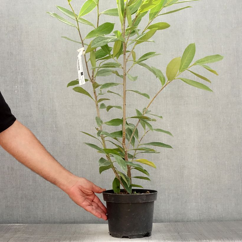 Exemplar von Kirschlorbeer Caucasica - Prunus laurocerasus Topf mit 3L/4LGelieferte Höhe ca. 50+/-cm wie im Sommer geliefert