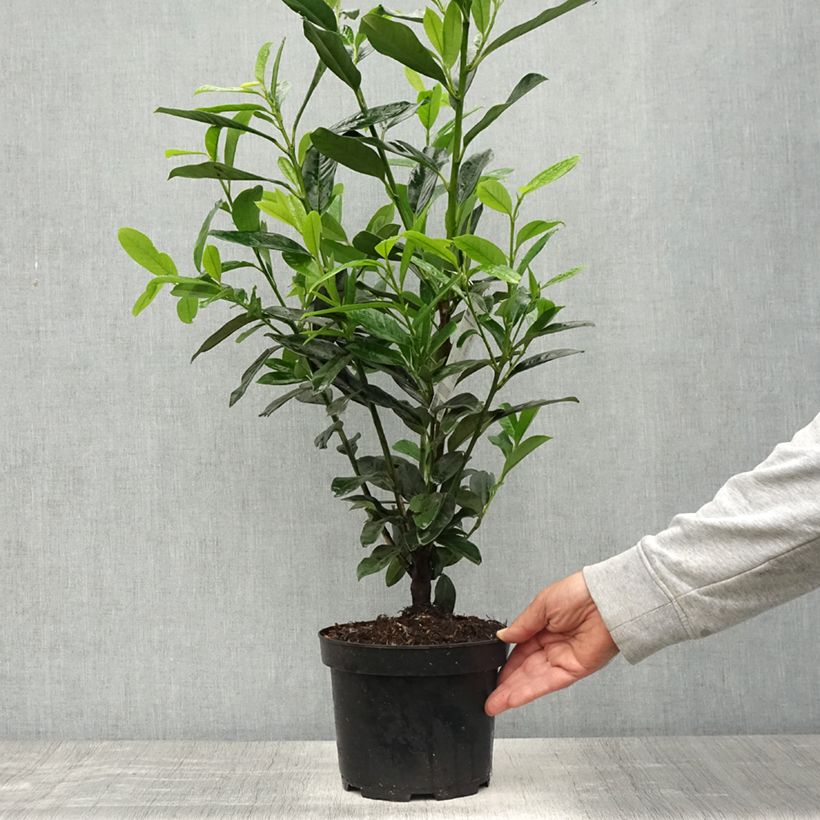 Exemplar von Kirschlorbeer Elly - Prunus laurocerasus Topf mit 3L/4LGelieferte Höhe ca. 40/50cm wie im Frühjahr geliefert