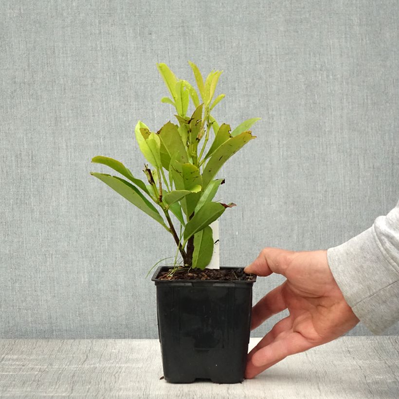 Exemplar von Kirschlorbeer Fontanettes - Prunus laurocerasus Kleine Töpfe von 8/9 cmGelieferte Höhe ca. 10/15cm wie im Frühjahr geliefert