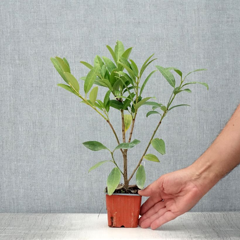 Exemplar von Kirschlorbeer Herbergii - Prunus laurocerasus Kleine Töpfe von 8/9 cm wie im Sommer geliefert