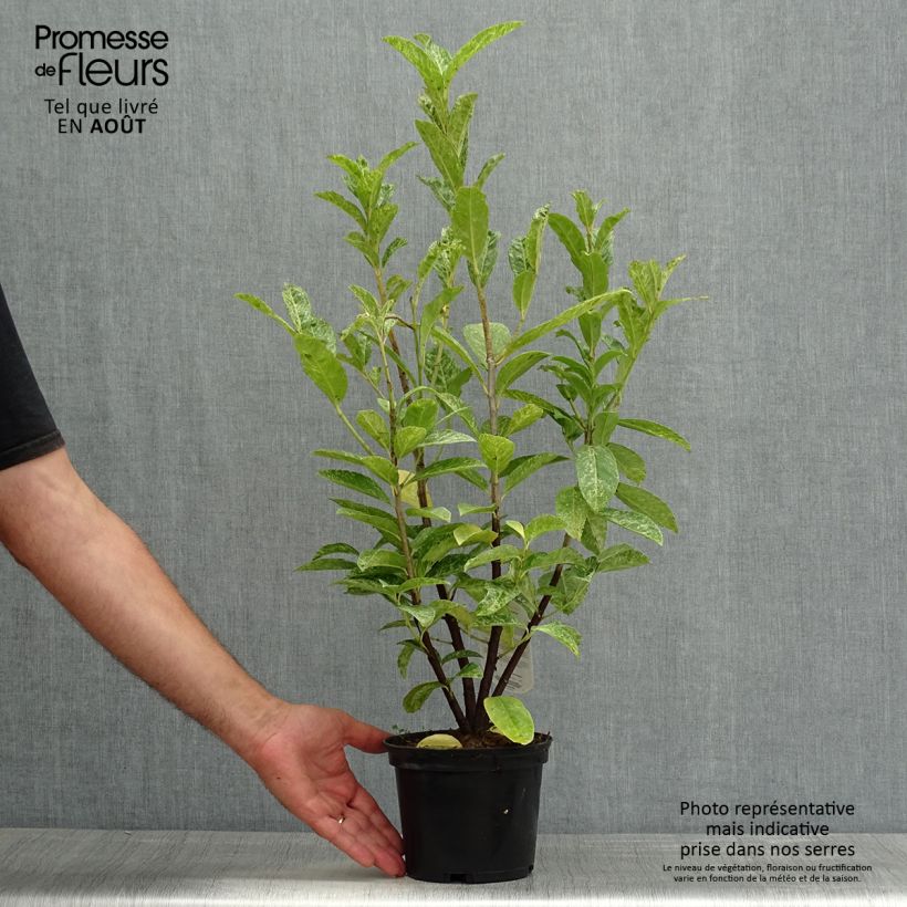 Exemplar von Kirschlorbeer Marbled White - Prunus laurocerasus Topf mit 2L/3L wie im Sommer geliefert
