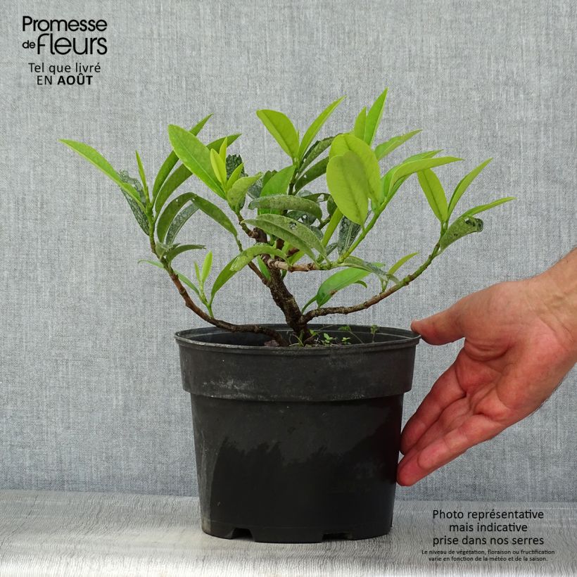 Exemplar von Kirschlorbeer Mount Vernon - Prunus laurocerasus Topf mit 2L/3L wie im Sommer geliefert