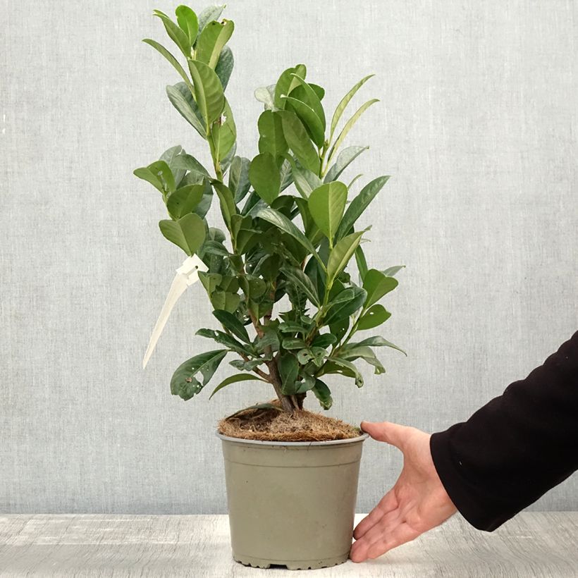 Exemplar von Kirschlorbeer Obelisk - Prunus laurocerasus Topf mit 2L/3L wie im Herbst geliefert
