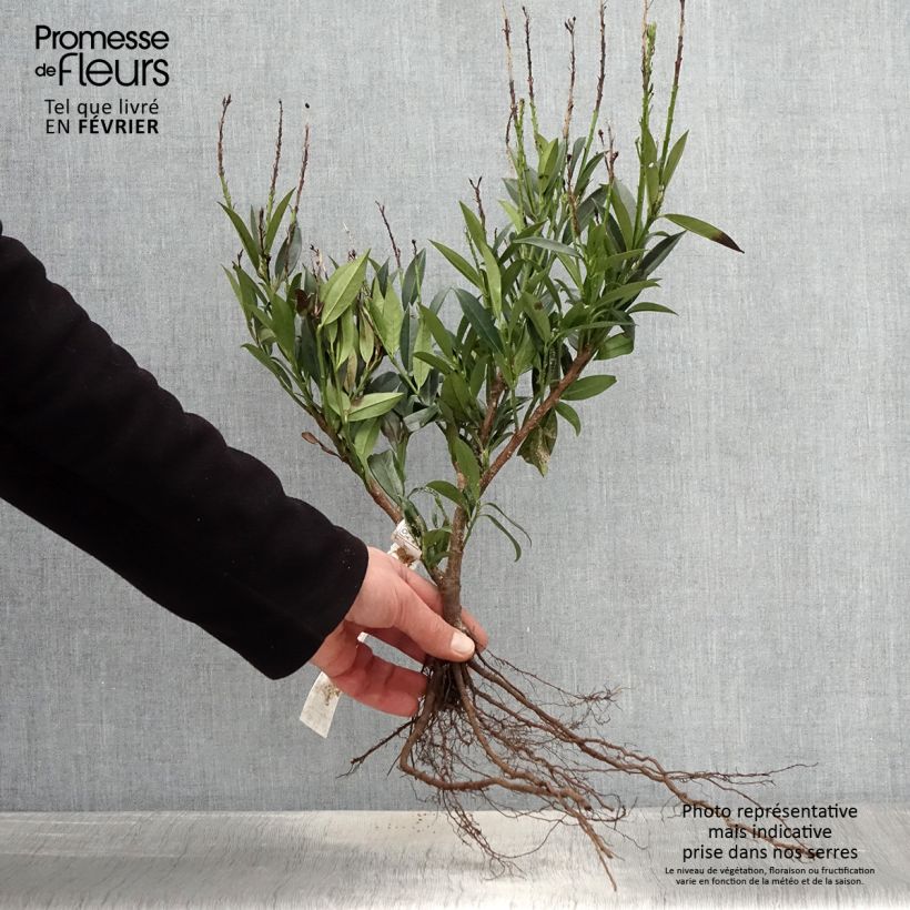Exemplar von Kirschlorbeer Otto Luyken - Prunus laurocerasus WurzelnacktGelieferte Höhe ca. 30/50cm wie im Winter geliefert