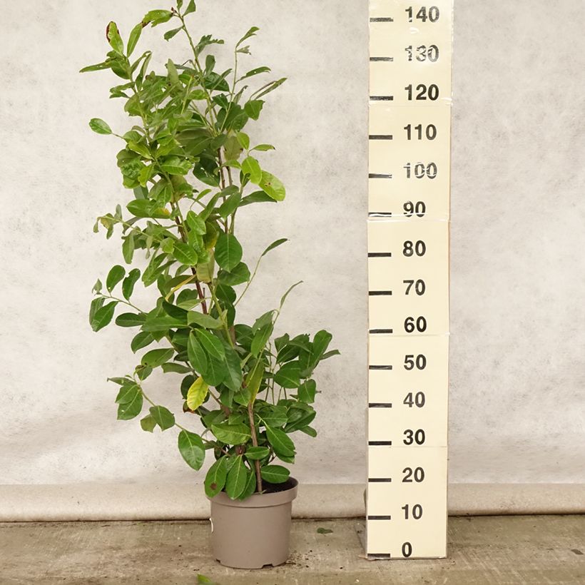 Exemplar von Kirschlorbeer Rotundifolia - Prunus laurocerasus Topf mit 7,5L/10L wie im Sommer geliefert