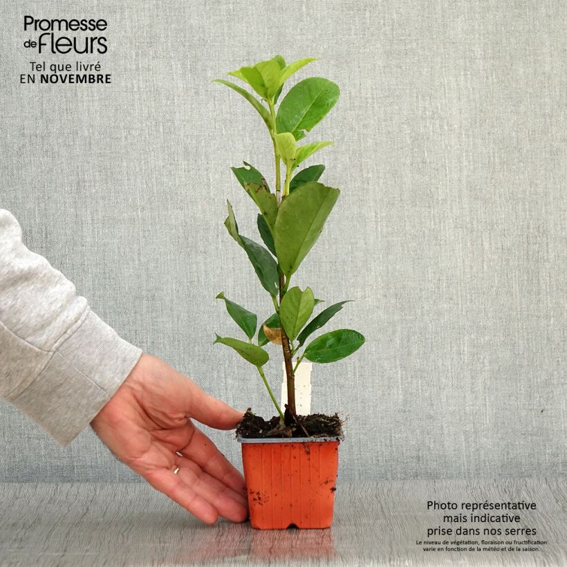 Exemplar von Kirschlorbeer Rotundifolia - Prunus laurocerasus Kleine Töpfe von 8/9 cm wie im Herbst geliefert