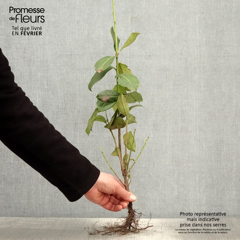 Exemplar von Kirschlorbeer Rotundifolia - Prunus laurocerasus WurzelnacktGelieferte Höhe ca. 30/50cm wie im Winter geliefert