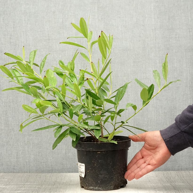 Exemplar von Kirschlorbeer Zabeliana - Prunus laurocerasus Topf mit 2L/3L wie im Sommer geliefert