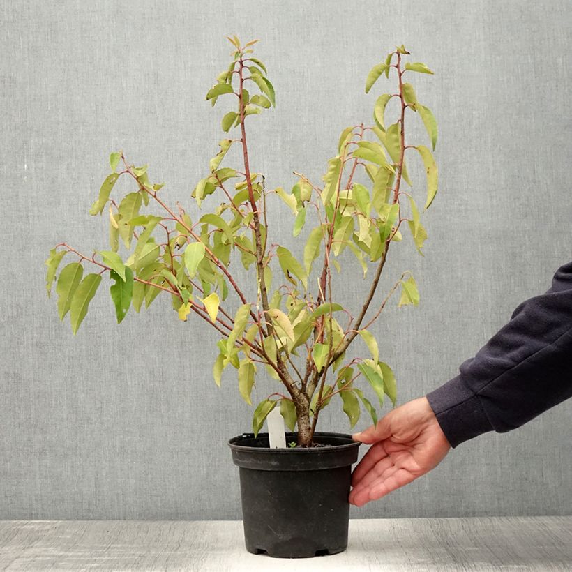 Exemplar von Portugiesische Lorbeerkirsche Variegata - Prunus lusitanica Topf mit 3L/4L wie im Sommer geliefert