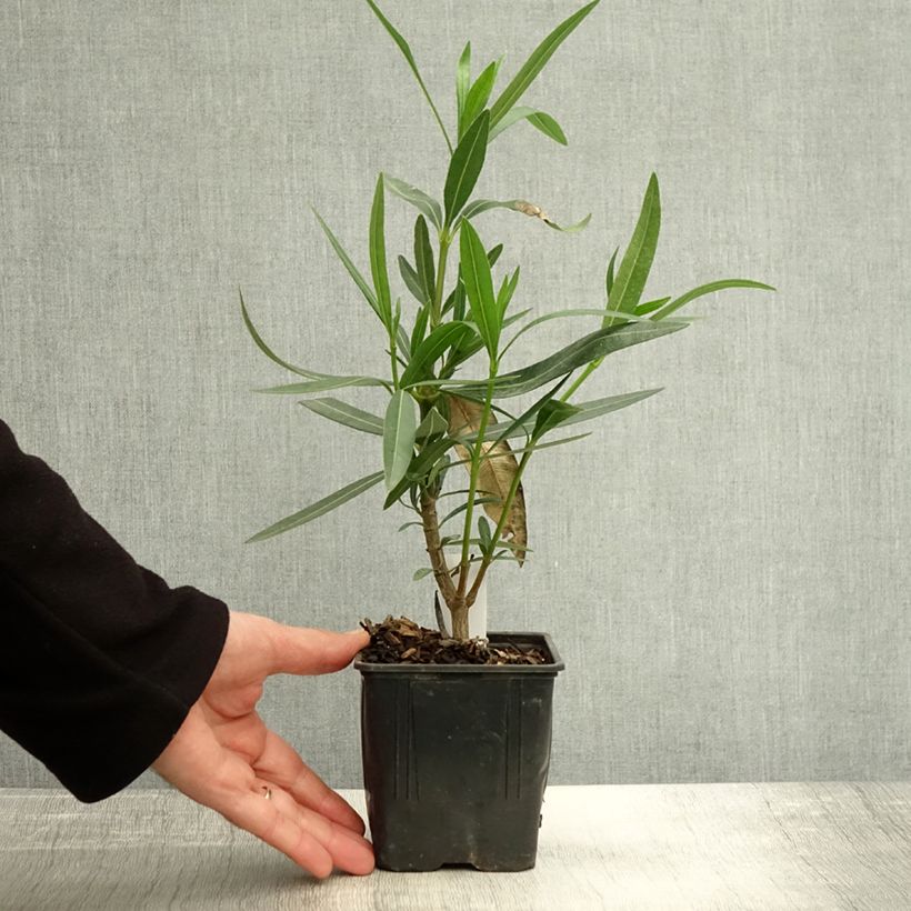 Exemplar von Oleander Docteur Ragioneri - Nerium Topf 10 cm/11cm wie im Herbst geliefert
