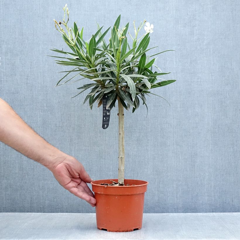 Exemplar von Oleander Weiss - Nerium Topf mit 2L/3L wie im Sommer geliefert
