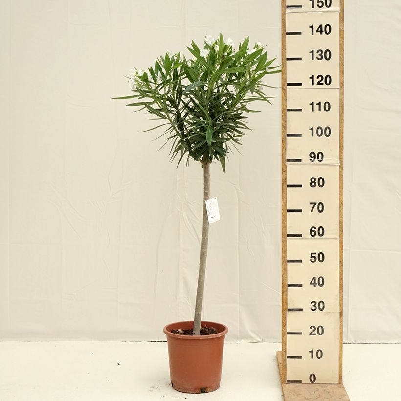 Exemplar von Oleander Weiss - Nerium Topf mit 7,5L/10L wie im Frühjahr geliefert