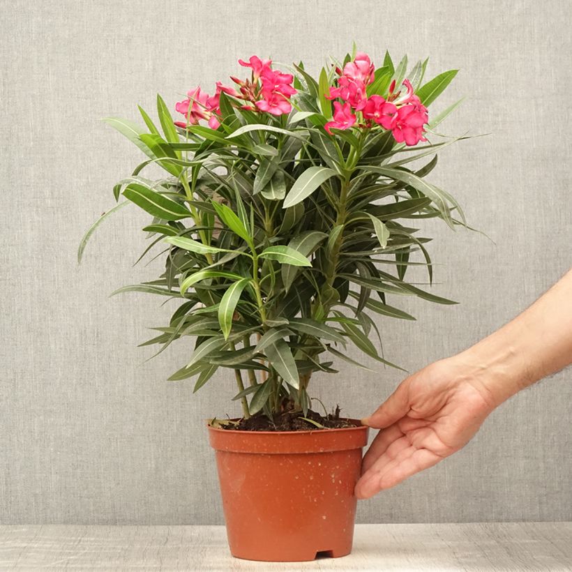 Exemplar von Oleander Double Red - Nerium Topf mit 2L/3L wie im Sommer geliefert