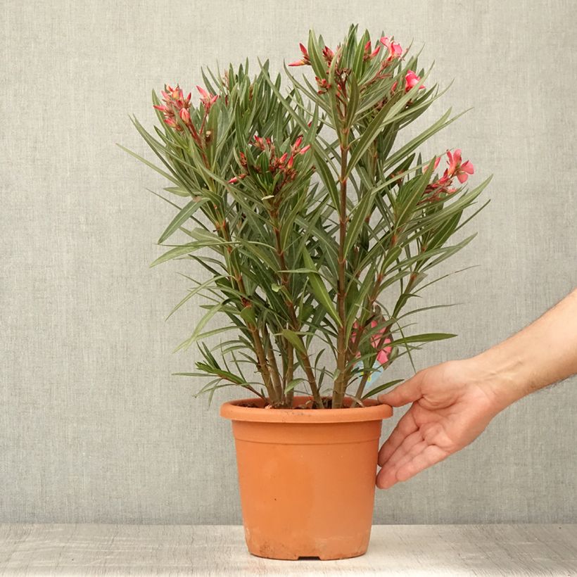 Exemplar von Oleander Papa Gambetta - Nerium Topf mit 2L/3L wie im Sommer geliefert