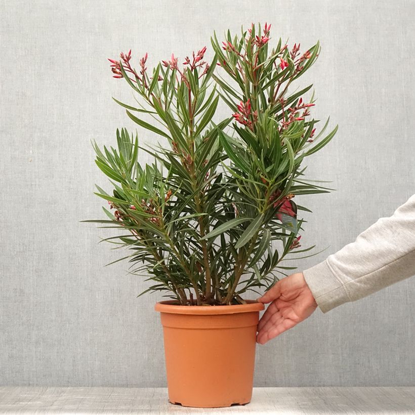 Exemplar von Oleander Papa Gambetta - Nerium Topf mit 4L/5L wie im Sommer geliefert