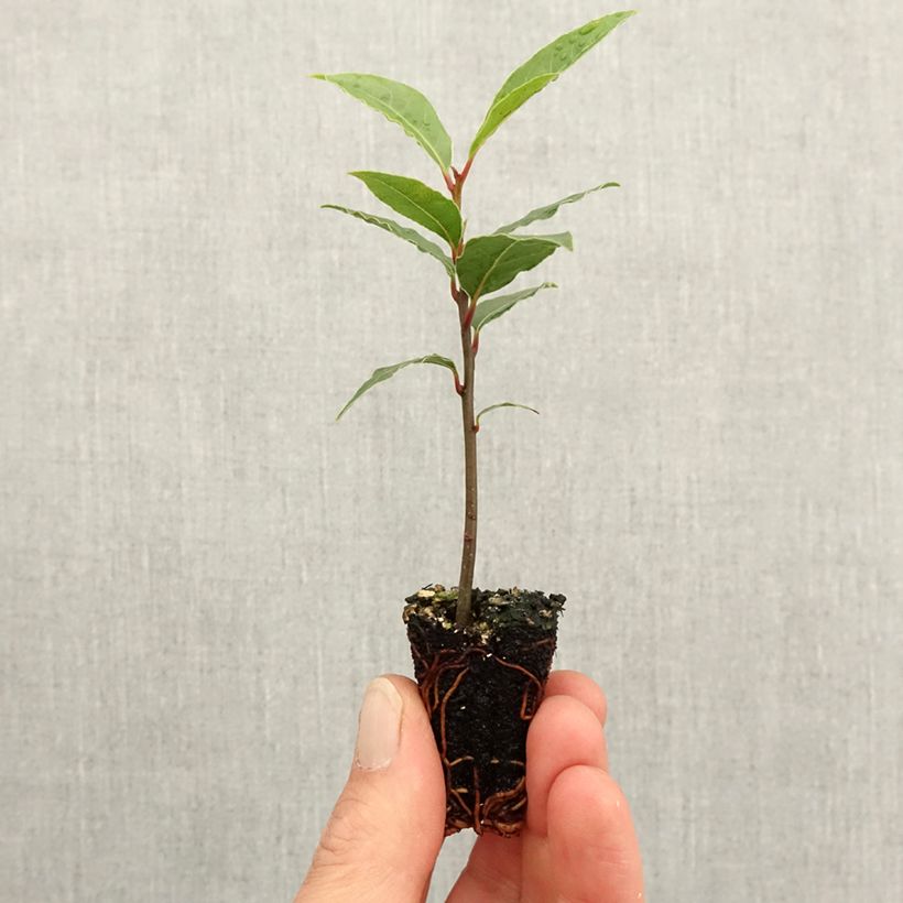 Exemplar von Echter Lorbeerstrauch De Jerusalem - Laurus nobilis Mini-Plug Ø 3/4 cm wie im Frühjahr geliefert