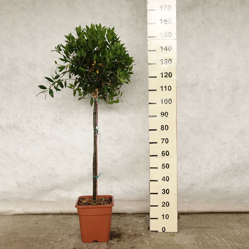 Exemplar von Echter Lorbeer - Laurus nobilis Topf mit 12L/15L wie im Sommer geliefert