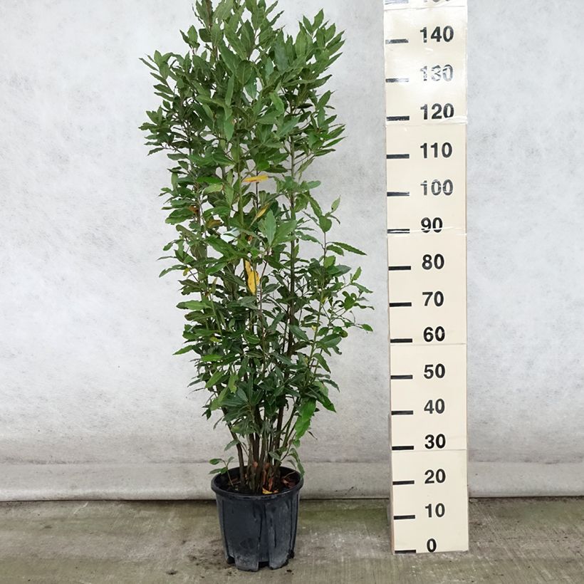 Exemplar von Echter Lorbeer - Laurus nobilis Topf mit 7,5L/10L wie im Sommer geliefert