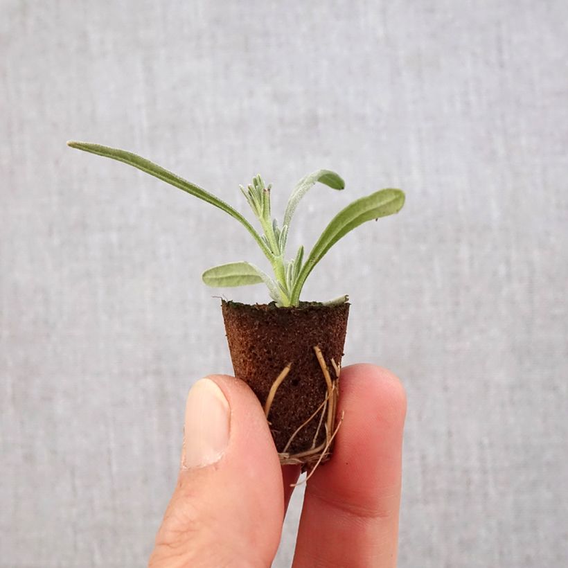 Exemplar von Lavandula intermedia Edelweiss - Provence-Lavendel Mini-Plug Ø 3/4 cm wie im Frühjahr geliefert